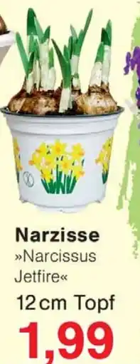 Wiglo Wunderland Narzisse Narcissus Jetfire 12 cm Topf Angebot