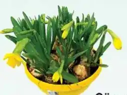 Wiglo Wunderland Narzisse Narcissus Tête à Tête 19 cm Schale Angebot