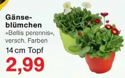 Wiglo Wunderland Gänse blümchen 14 cm Topf Angebot