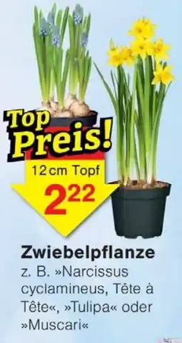 Wiglo Wunderland Zwiebelpflanze 12cm Topf Angebot