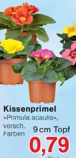 Wiglo Wunderland Kissenprimel 9 cm Topf Angebot