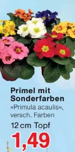 Wiglo Wunderland Primel mit Sonderfarben 12 cm Topf Angebot