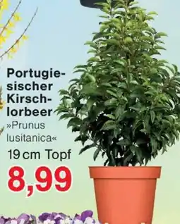Wiglo Wunderland Portugiesischer Kirschlorbeer 19 cm Topf Angebot