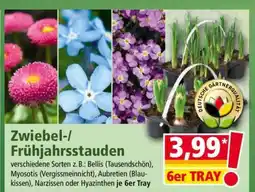 Norma Zwiebel-/Frühjahrsstauden Angebot