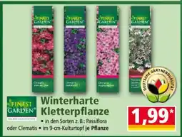 Norma Winterharte Kletterpflanze Angebot
