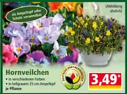 Norma Hornveilchen Angebot