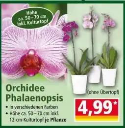 Norma Orchidee „Phalaenopsis“ Angebot
