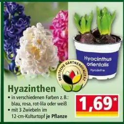 Norma Hyazinthen Angebot