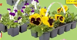 Thomas Philipps Hornveilchen Angebot