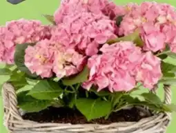 Thomas Philipps Hortensie Angebot