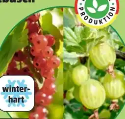 Thomas Philipps Beerenobst Busch Angebot