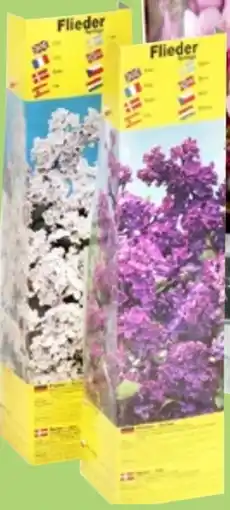 Thomas Philipps Blütenstauden Angebot