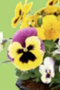 Thomas Philipps Stiefmütterchen Angebot