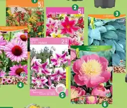 Thomas Philipps Blumenzwiebeln Angebot