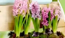 Thomas Philipps Blumenzwiebeln Mix Angebot