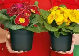 Hagebau Primel Angebot