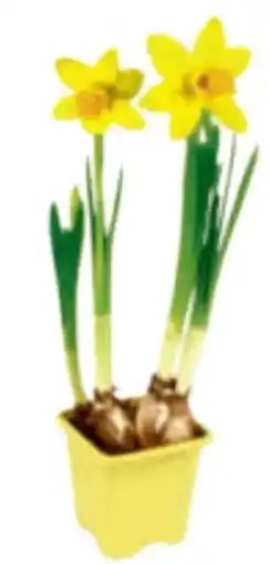 toom Baumarkt Narzisse Tete-aTete Angebot