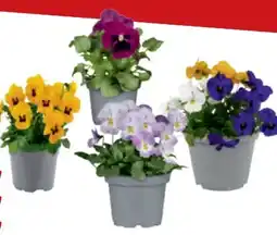 toom Baumarkt Hornveilchen Angebot