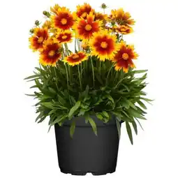 toom Baumarkt Nützlingsfreundliche Pflanzen Angebot