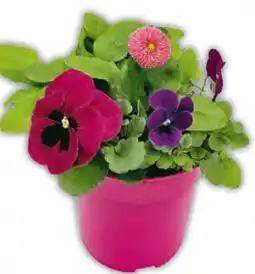 Hagebau Frühlingspflanzen-Trio Angebot