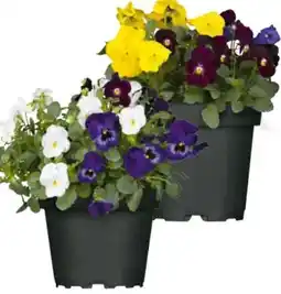 Hagebau Trio-Hornveilchen Angebot