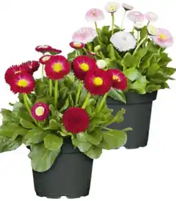 Hagebau Tausendschön Angebot