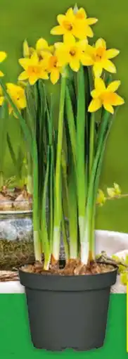 Hagebau Narzisse Angebot