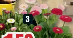 B1 Discount Baumarkt Bellis-Gänseblümchen Angebot