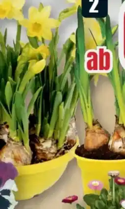 B1 Discount Baumarkt Narzissen Tête à Tête Angebot