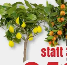 B1 Discount Baumarkt Zitruspflanzen-Stämmchen Angebot