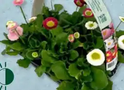 Aldi Süd Gardenline Gänseblümchen-Trio Angebot