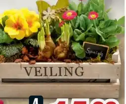 B1 Discount Baumarkt Frühlingsarrangements Angebot