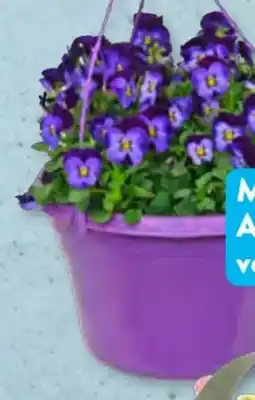 Aldi Süd Gardenline Hornveilchen-Ampeltopf Angebot