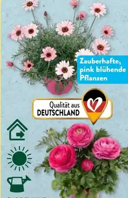 Aldi Süd Gardenline Frühlingsmix Angebot