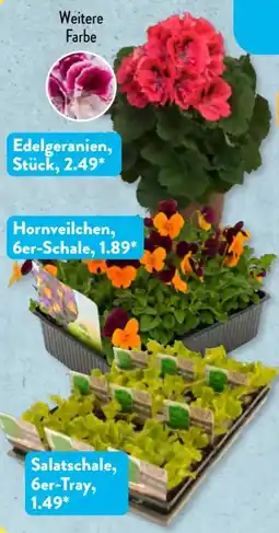 Aldi Süd Gardenline Bunte Frühlingsvielfalt Angebot