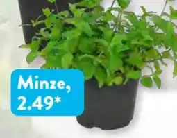 Aldi Süd Minze Topf Angebot