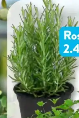 Aldi Süd Rosmarin Angebot