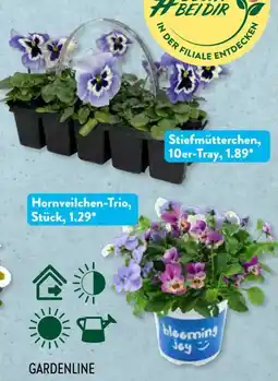 Aldi Süd Gardenline Beetpflanzen-Frühlingsmix Angebot