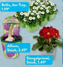 Aldi Süd Gardenline Frühlingsblumen Angebot