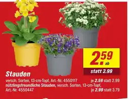 toom Baumarkt Stauden Angebot