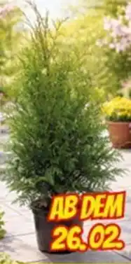 CENTERSHOP Lebensbaum Thuja Brabant Angebot