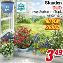CENTERSHOP Stauden DUO Angebot