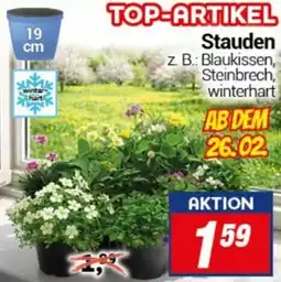 CENTERSHOP Stauden Angebot