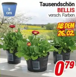 CENTERSHOP Tausendschön BELLIS Angebot