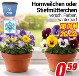 CENTERSHOP Hornveilchen oder Stiefmütterchen Angebot