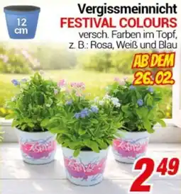 CENTERSHOP Vergissmeinnicht FESTIVAL COLOURS Angebot