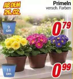 CENTERSHOP Primeln Angebot