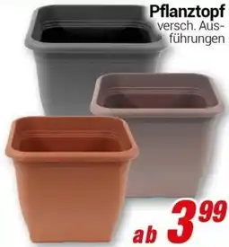CENTERSHOP Pflanztopf Angebot