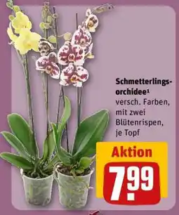 REWE Schmetterlingsorchidee¹ Angebot