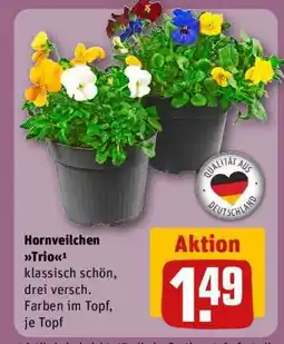 REWE Hornveilchen Trio Angebot